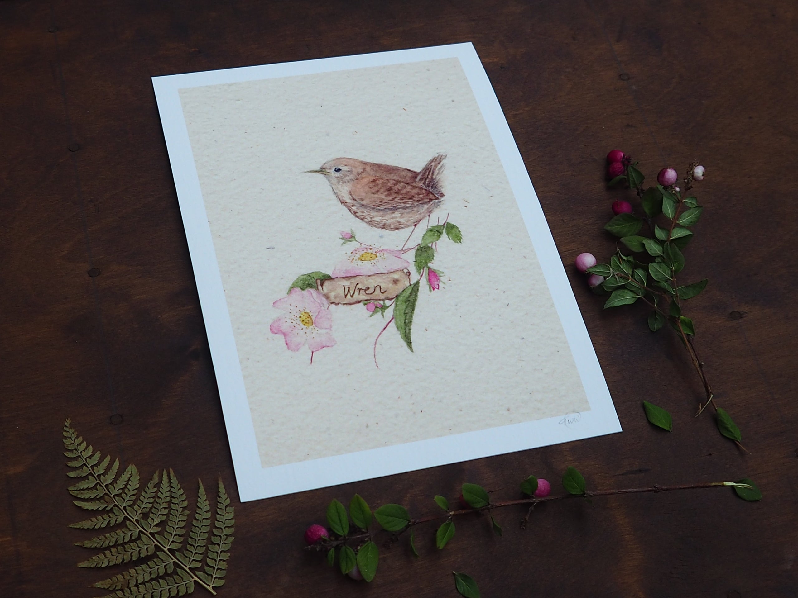 Wren in the Wild Roses (annotated version)